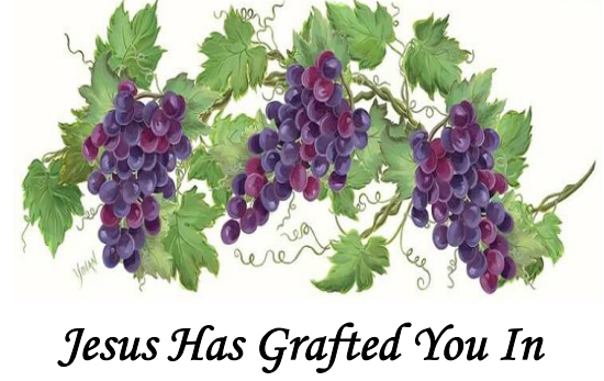 Jesus Has Grafted You In